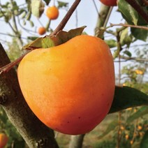 자연농원 대봉감나무 묘목(알이굵은 감나무), 대봉감 중묘