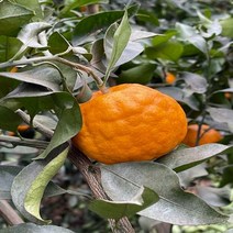 설국향 수라향 제주 신비향 아스미 5kg, 1개