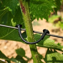 식물재배기 시티팜 플라스틱 식물 클립 야채 과일 포도 덩굴 등반 지원 접목 고정 재사용 가능 용품 100 개, 한개옵션0