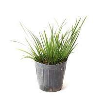 1300K 미니 석창포 2포트 수생 수중 수경재배식물, 단품