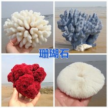 철갑상어키우기 구피암컷 베타암컷 천연 산호 화초 돌패각 소라껍데기 조경 가구 장식, 15 그레이/M/L