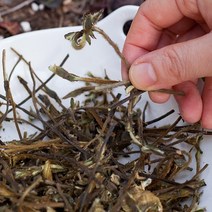 칡순 갈용 말린 국산 자연산 직접채취 어린칡순, 100g, 1봉