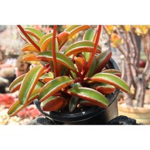 홍페페 키우기쉬운 다육식물 희귀다육 홈가드닝, 1개