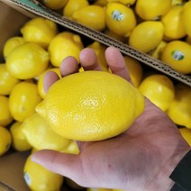 새콤달콤 맛있는 팬시 레몬 (개당 120g 내외) 1.5kg 3kg 5kg 10kg [노블프레쉬], 레몬 1.5kg(약 11~14과)