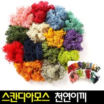 [아트랄라]스칸디아모스(택1)천연이끼식물공기정화탈취효과, 크림슨(30g)