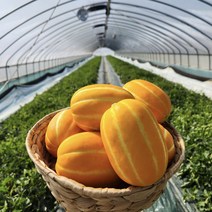 성주참외 당도보장 고당도 꿀참외, 5kg정품(로얄과)(11~19과)