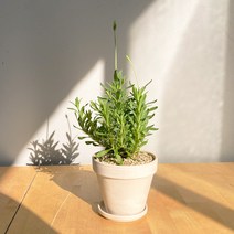 보랏빛향기 공기정화식물 키우기쉬운 반려식물 잉글리쉬라벤더 독일 토분, 쵸콜렛(11cm), 화분받침 추가, 1개