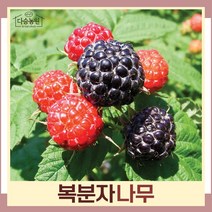 복분자나무 묘목 블랙베리 삽목1년생 뿌리묘 5개