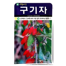 구기자나무씨앗 100알 구기자 나무 씨앗