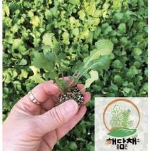 (도시농업해담채) 루꼴라모종 20포기