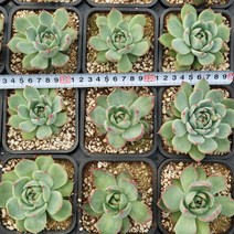 [메카다육]1129 카시오적금(에케베리아) 랜덤판매 다육식물 선인장 다육금 다육철화 두들레야 아프리카식물 코노피튬 하월시아 수입다육이 국민이