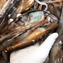 (참바다수산)산지직송 당일 동해안 통찜용오징어 1kg(5-6미), 통찜용오징어1kg[5-7미]