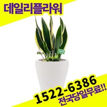산세베리아 개업화분 축하화분 개업식 개업선물 식당 카페 개원 집들이 승진 취임 부임 영전 전국당일무료배송 실내관엽식물