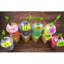 초등 관찰학습 개구리한살이 이름표 개운죽키우기6인 식물키트 강의후활동 반제품