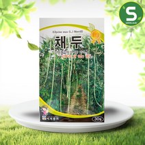솔림텃밭몰 세계종묘 채두씨앗 30립 채두 콩씨앗 콩씨 다수확품종 덩쿨
