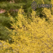 산수유나무 산수유 묘목 유실수 나무언니, R4cm 개화주 분묘, 1개