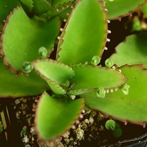 러브코리아 만손초 랜덤발송 1001-108, 단품, 1개