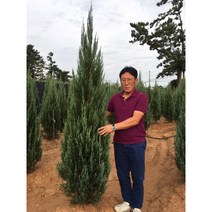 블루엔젤 2년 포트묘 5그루, 1세트