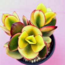 염좌금 예쁜 황금염좌 염자 다육식물 2두이상 소품3-30