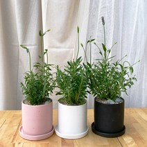 [1+1 SET이벤트]보랏빛향기 공기정화식물 키우기쉬운 반려식물 잉글리쉬라벤더 도자기화분, 도자기 화이트, 선택안함(1개 구매시 선택), 화분받침(1개)