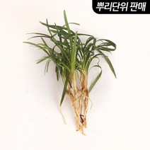 애란 3촉 (전경수초) - (원예수초 전경꾸미기), 단품