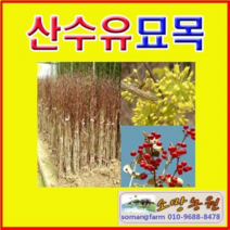 (G소망)산수유나무묘목(실생2년) 10그루