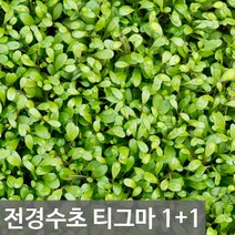 파라곤 아쿠아 전경수초 티그마, 티그마 20촉
