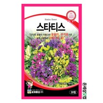 스타티스 30립 / 바다 라벤다꽃 꽃씨 스타티스씨앗