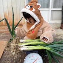 산지직송 진도 대파 당일, 흙 대파, 10kg