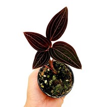 꽃나무팜 해마리아 루디지아 보석란 보석난 음지 반음지식물 실내식물 관엽식물