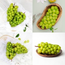 이지리치 머스캣 2KG 4수 청포도 포도종류