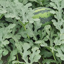 모종파는곳 과일모종 수박접목모종 수박모종, 수박모종_10주