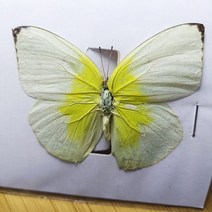 진짜 나비 표본 곤충 마른 나비 홈 장식 프레임 장식품으로 만들기 데스크 장식 선물 집 장식, 18