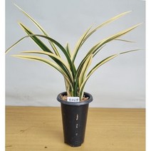 동양난/취미난/고급난/황금일향/동양란