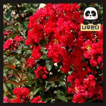 (나무판다) 배롱나무 묘목 목백일홍 다이너마이트 R4 개화주, 1개