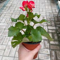 [가든테라스] 장미베고니아 빨강 꽃베고니아 꽃모종 화분, 1개