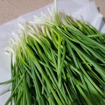 오늘의채소 [오늘의채소] 국내산 깐 쪽파 1kg내외(1단), 1