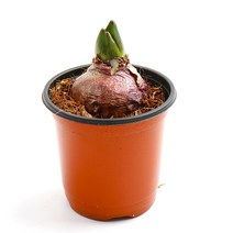 갑조네 꽃 생화 꽃화분 공기정화식물, 히아신스(분홍색), 1개