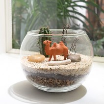 비오스 다육 테라리움 DIY 키트-사막을 걷다 다육식물 DIY세트, A. 사막을 걷다