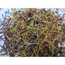 건조꼬리겨우살이 가지열매 200g 5만5천원