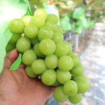 김천 샤인머스켓 2kg 가정용 1kg, 1개, 1.5kg2-3수