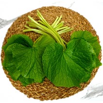 강원도 철원 고추냉이잎 (와사비잎)