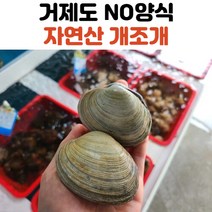 남해안 산지직송 국내산 개조개 1kg 2kg, 개조개_2kg