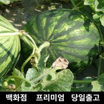 수박 9kg 과일 과일세트 망고수박 고창수박 당도 430010EA, 1, 본상품선택