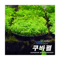 쿠바펄 [1포트], 단품