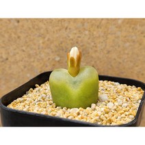 코노피튬/마우가니-1758 아프리카농장, 1개