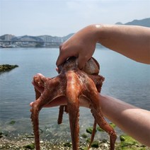 국내산 통영 활 돌문어 3kg (1~6미)