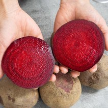 세상모든농부 레드비트 강원도 제주 햇 비트, 레드비트 5kg 중상