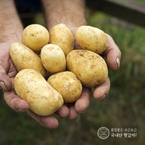지금수확중 22년 수미 햇 감자 2kg 3kg 5kg 10kg 간식 수미감자, 햇감자2kg 왕특(반찬용)