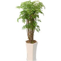 폴리셔스2 관엽식물 실내화초 축하화분 실내식물, 바퀴달린물받침대